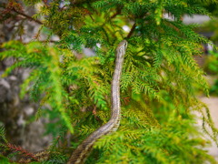 にょろにょろ現る！