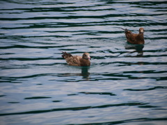 Duck!!