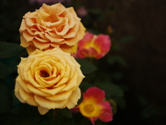 チェリーブランデー