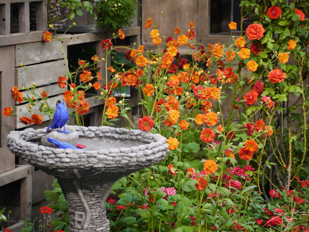 幸せの青い鳥(^◇^)