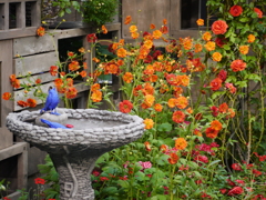 幸せの青い鳥(^◇^)