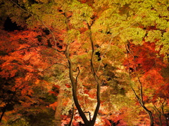 もみじ公園