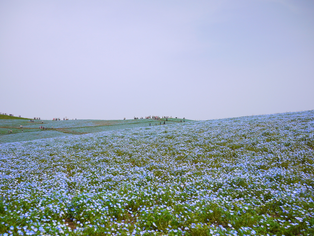 ネモフィラの丘
