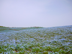 ネモフィラの丘