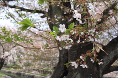 葉桜の季節に
