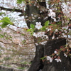 葉桜の季節に