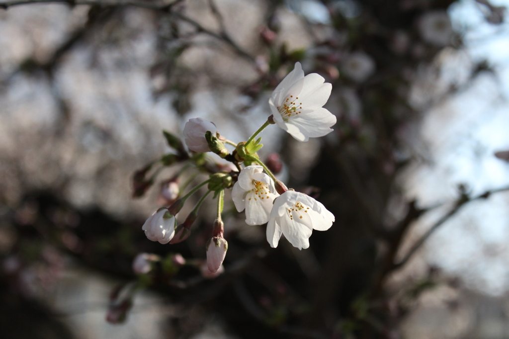 ( p_q)ｺｼｺｼ w(´・ω・`)w ﾊﾟｯ 