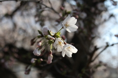 ( p_q)ｺｼｺｼ w(´・ω・`)w ﾊﾟｯ 