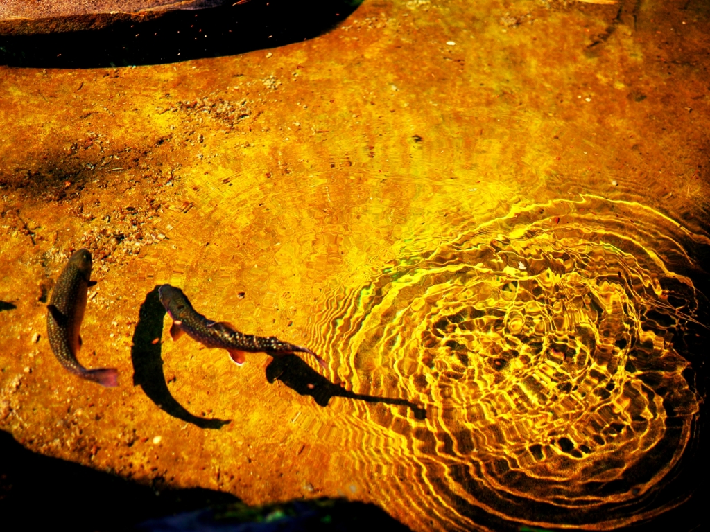 ニジマス？ということにしておく