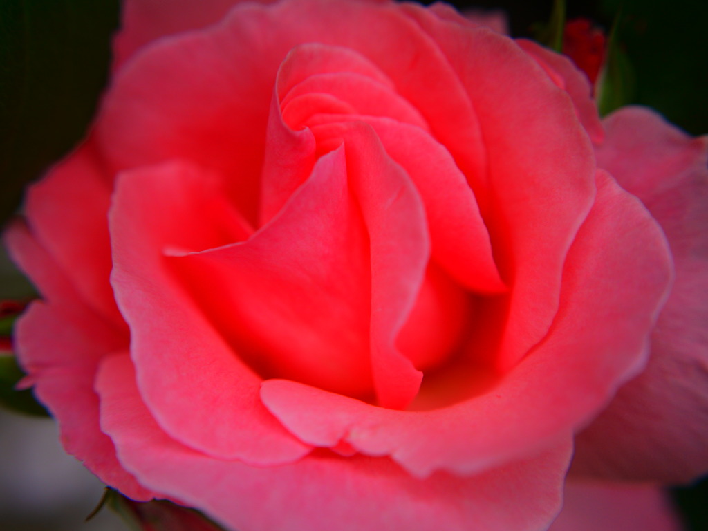 pink＊rose
