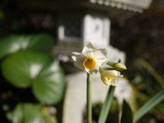 花言葉：うぬぼれ