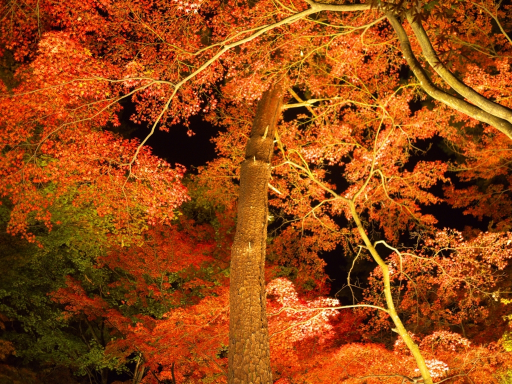 もみじ公園