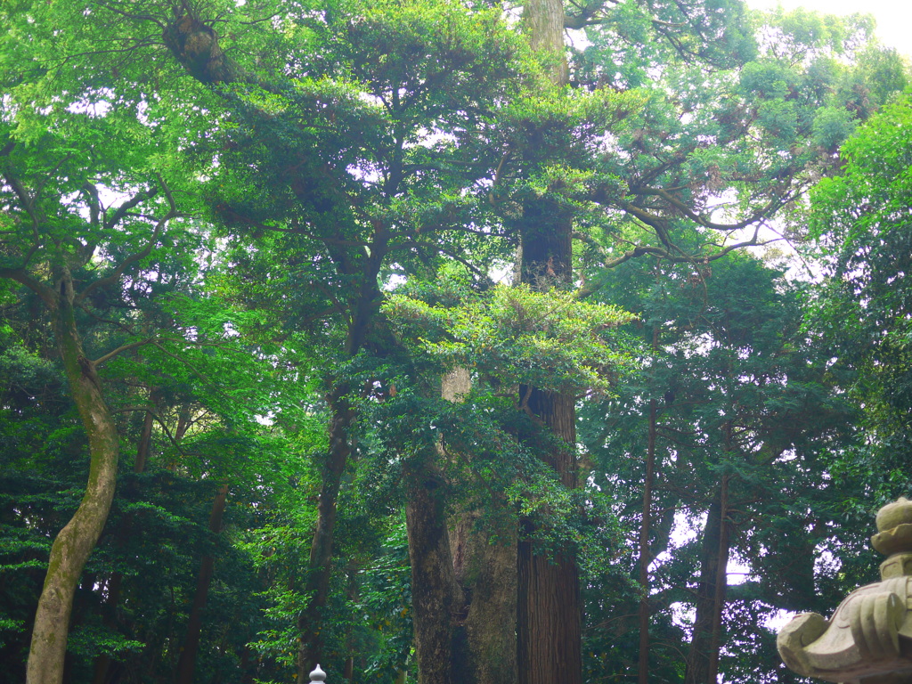 金の成る木（中央右側）