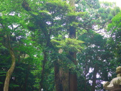 金の成る木（中央右側）