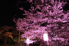 三色夜桜