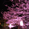 三色夜桜