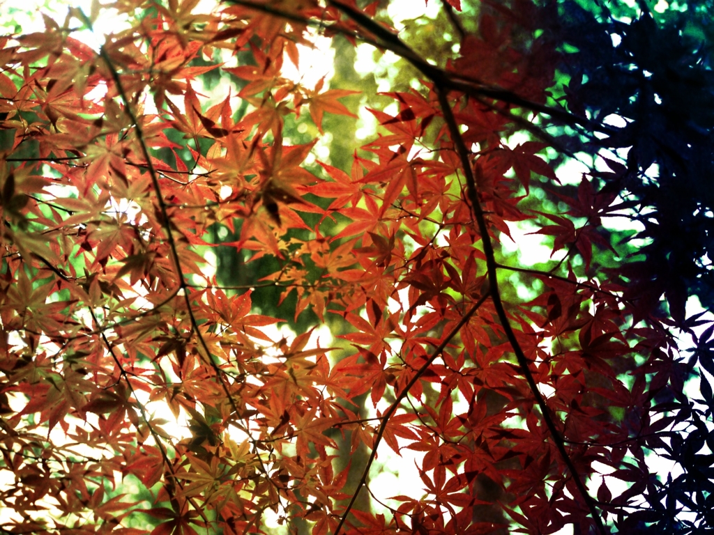 橙