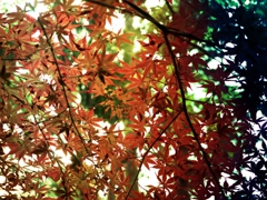 橙