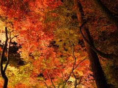 もみじ公園