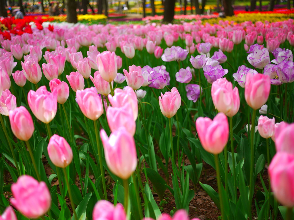 ひたち海浜公園