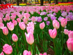 ひたち海浜公園