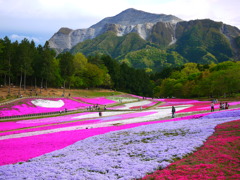 秩父～芝桜