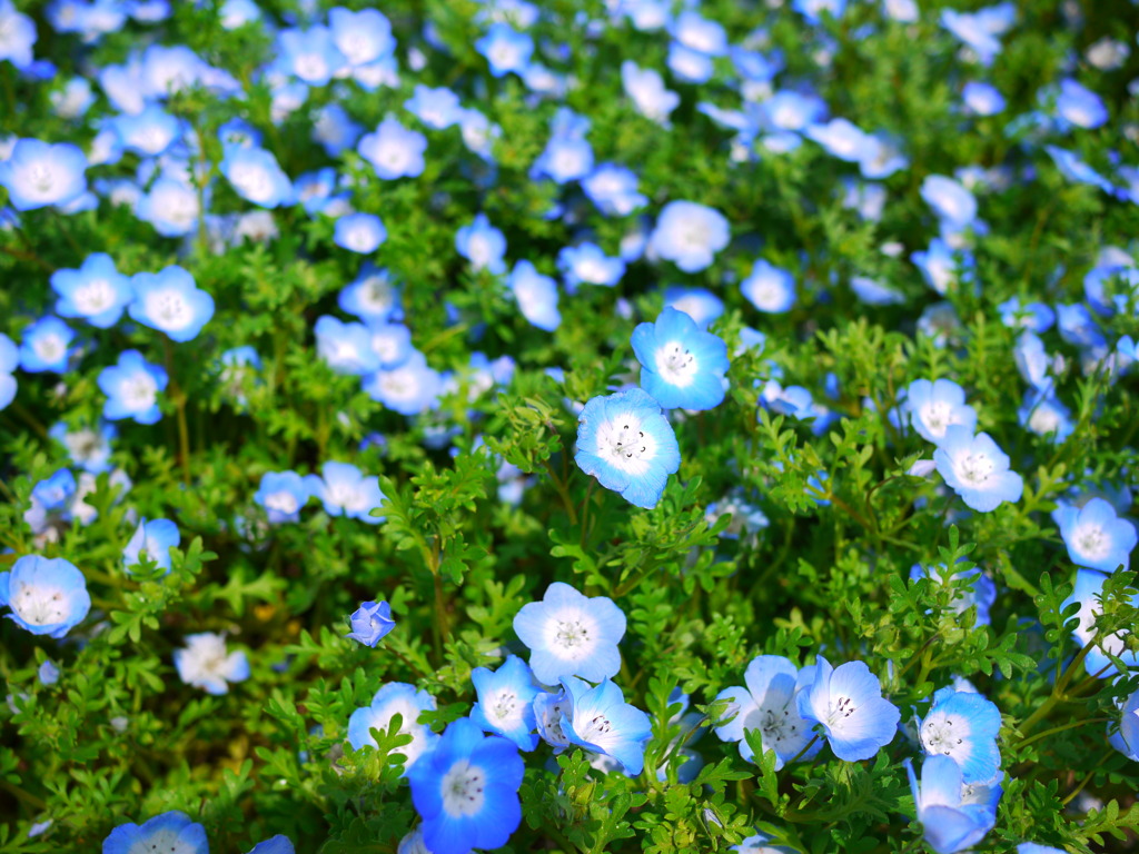 ネモフィラ