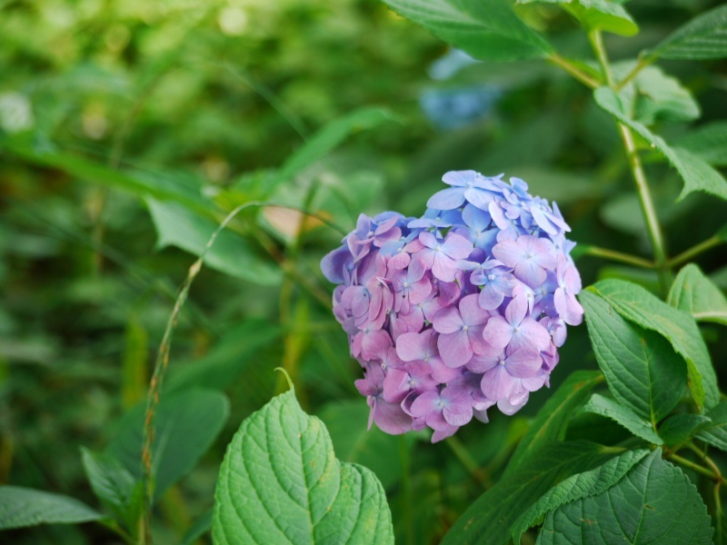 グラデーション