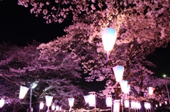 ぼんぼり夜桜