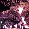 ぼんぼり夜桜