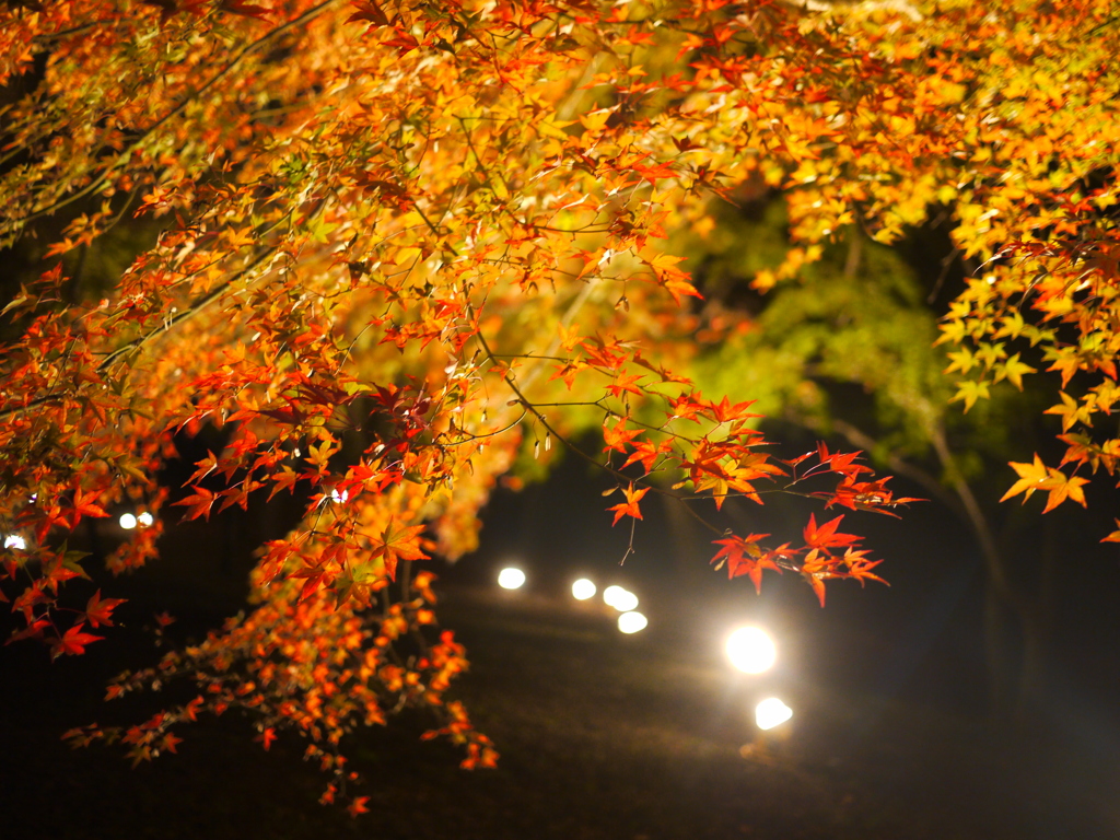 もみじ公園