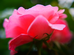 pink＊rose