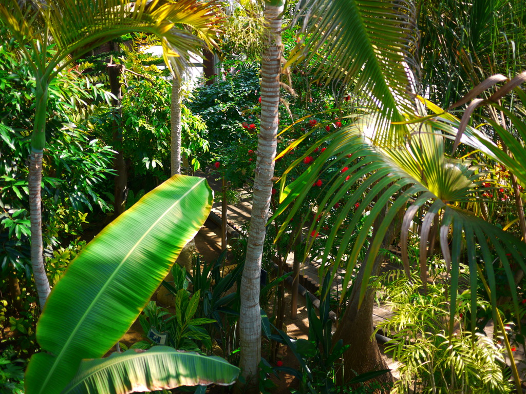 ドンキーコング