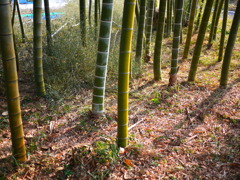 たけのこにょっき