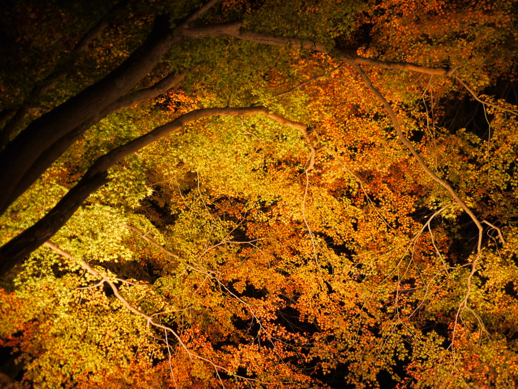 もみじ公園