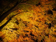 もみじ公園