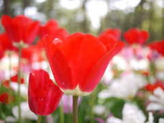 花言葉：愛の告白