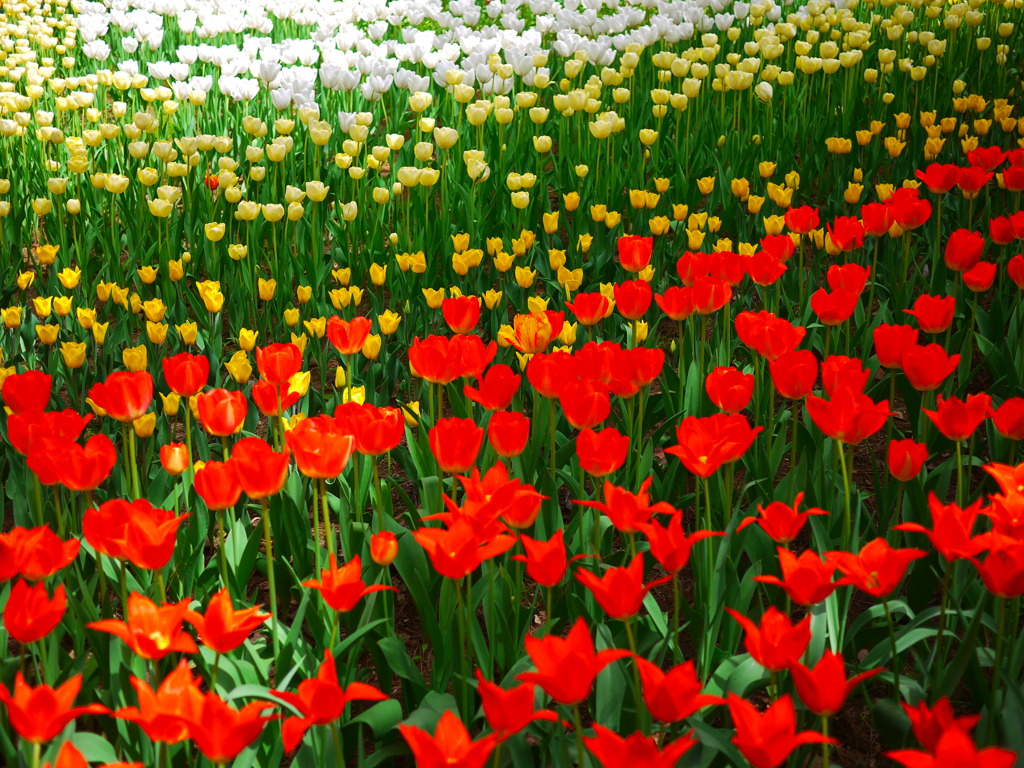 ひたち海浜公園