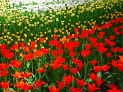 ひたち海浜公園