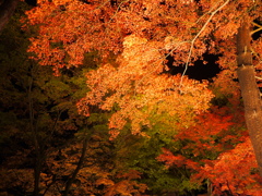 もみじ公園