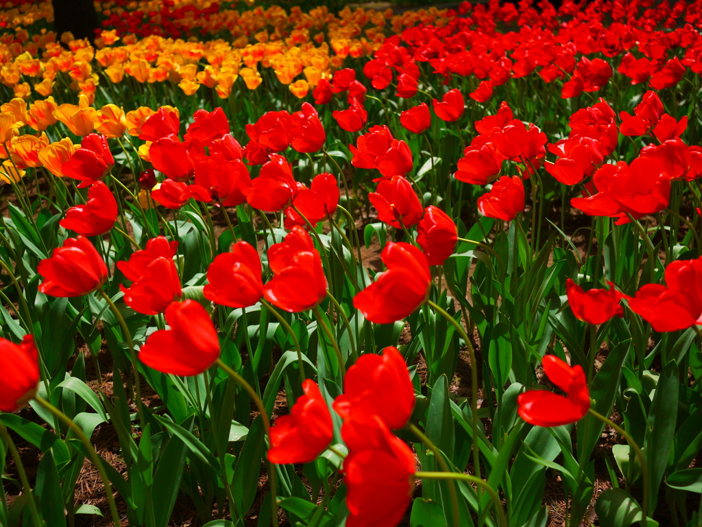 おひさまにむかって