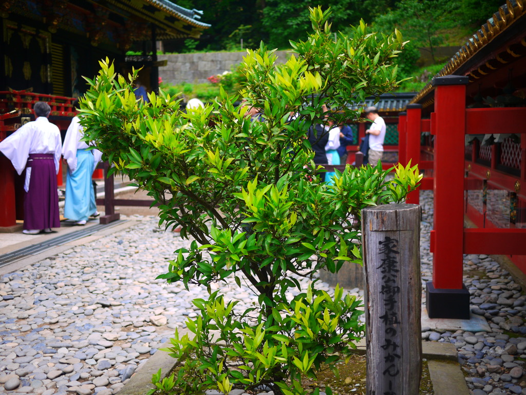 将軍様のみかん