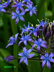 Scilla peruviana（シラーペルビアナ）