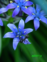 Scilla peruviana（シラーペルビアナ）　Ⅱ