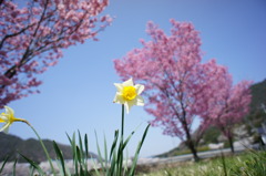 桜に負けじと