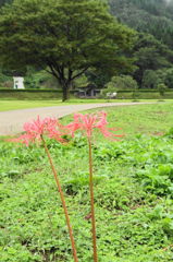 彼岸花