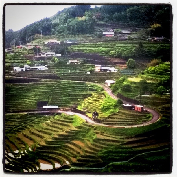 丸山千枚田