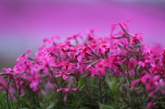 芝桜