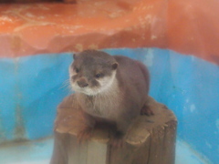 カワウソちゃん