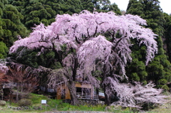 寄り添う